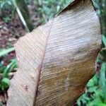 Platonia insignis Leaf