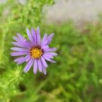 Symphyotrichum oblongifolium Flower