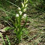 Cephalanthera longifolia 花