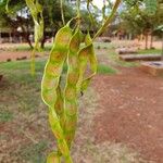 Vachellia xanthophloea फल