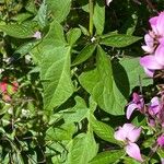 Cleome houtteana Feuille