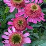 Echinacea purpureaFloare