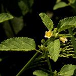 Sida alba Flower