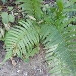 Dryopteris filix-masLevél