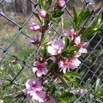 Prunus tenella फूल