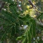 Albizia harveyi 葉