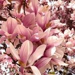 Magnolia × soulangeana Прочее