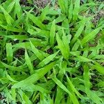 Paspalum conjugatum Leaf