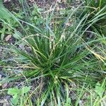 Carex sempervirens Blad