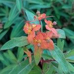 Euphorbia griffithii Flor