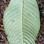 Psychotria pilosa Hoja