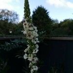 Verbascum chaixii Fleur