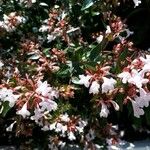 Abelia grandifolia Blüte