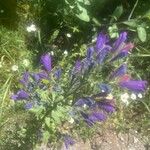 Echium sabulicola Floare