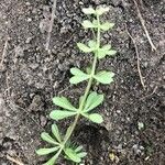 Galium verrucosum Blad