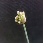 Allium ericetorum പുഷ്പം