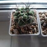 Gymnocalycium pflanzii Žiedas