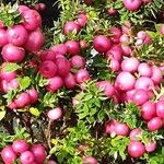 Gaultheria mucronata Fruto