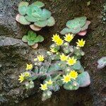 Aichryson villosum Flor