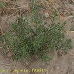 Salsola australis Costuma