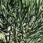 Dacrydium araucarioides Celota