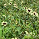 Hibiscus diversifolius Alkat (teljes növény)