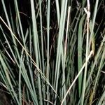 Juncus inflexus Blad