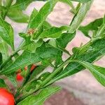 Solanum pseudocapsicum Blatt