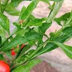 Solanum pseudocapsicum Folha