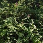 Spiraea salicifolia 形態