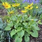 Doronicum columnae Hábito