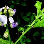 Crotalaria verrucosa Hàbitat