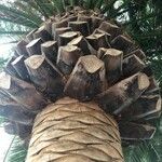 Phoenix canariensis പുറംതൊലി