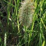 Trifolium angustifolium 整株植物