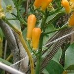 Oxera palmatinervia Fleur