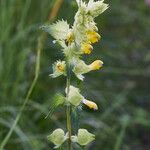 Rhinanthus alectorolophus Fleur