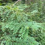 Indigofera galegoides Leaf