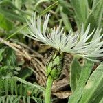 Centaurea thirkei Flower