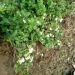 Stevia rebaudiana Цветок