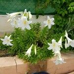 Lilium longiflorum Blomma