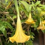 Brugmansia × candida 花