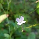 Epilobium montanum Flor