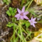 Hesperantha petitiana ফুল