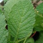Heliotropium indicum Leaf