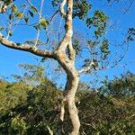 Populus balsamifera Corteccia