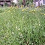 Crepis biennis 整株植物