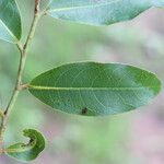 Hexalobus monopetalus पत्ता