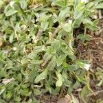 Cerastium diffusum Likasa