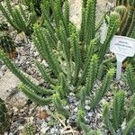 Huernia schneideriana Hostoa