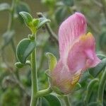 Antirrhinum charidemi Flor